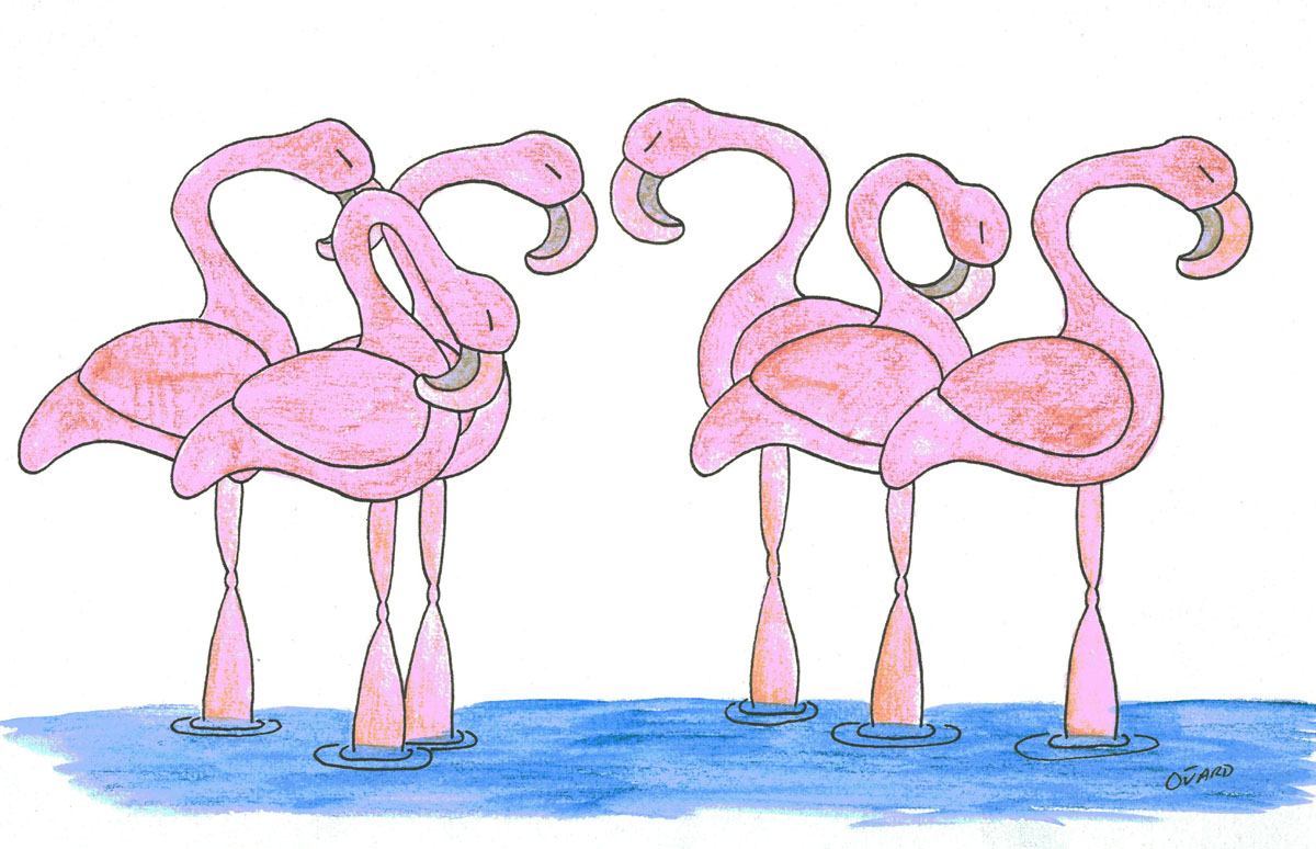 thumbnail of a Flock of Flamingos