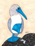 thumbnail of Blue Footed Boobie