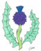 thumbnail of thistle