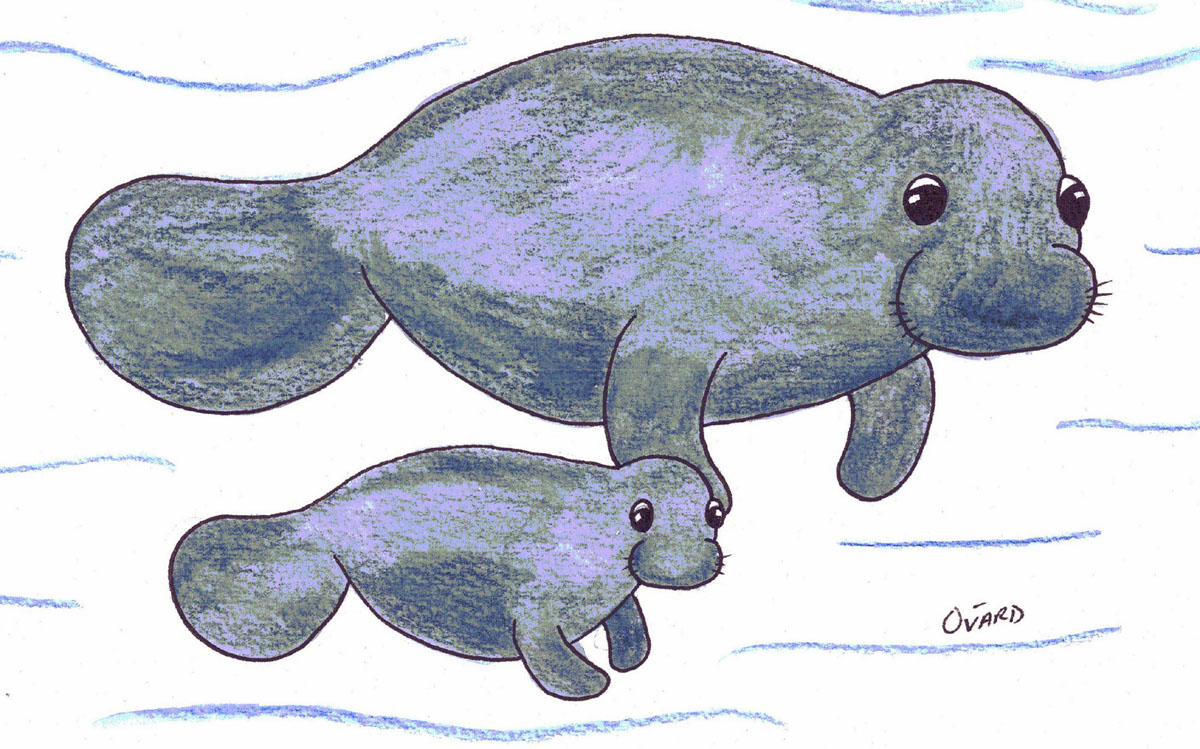 thumbnail of a Mamma and Baby Manatee