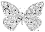 butterfly in knotwork